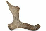 Pleistocene Fossil Deer Antler - Florida #325963-3